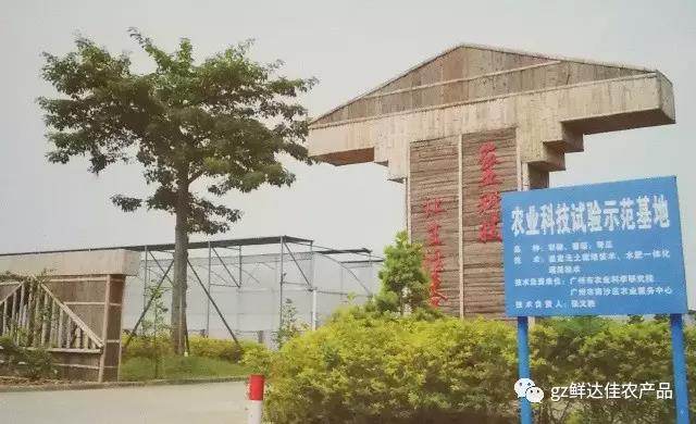南沙农业生产香蕉视频你懂的